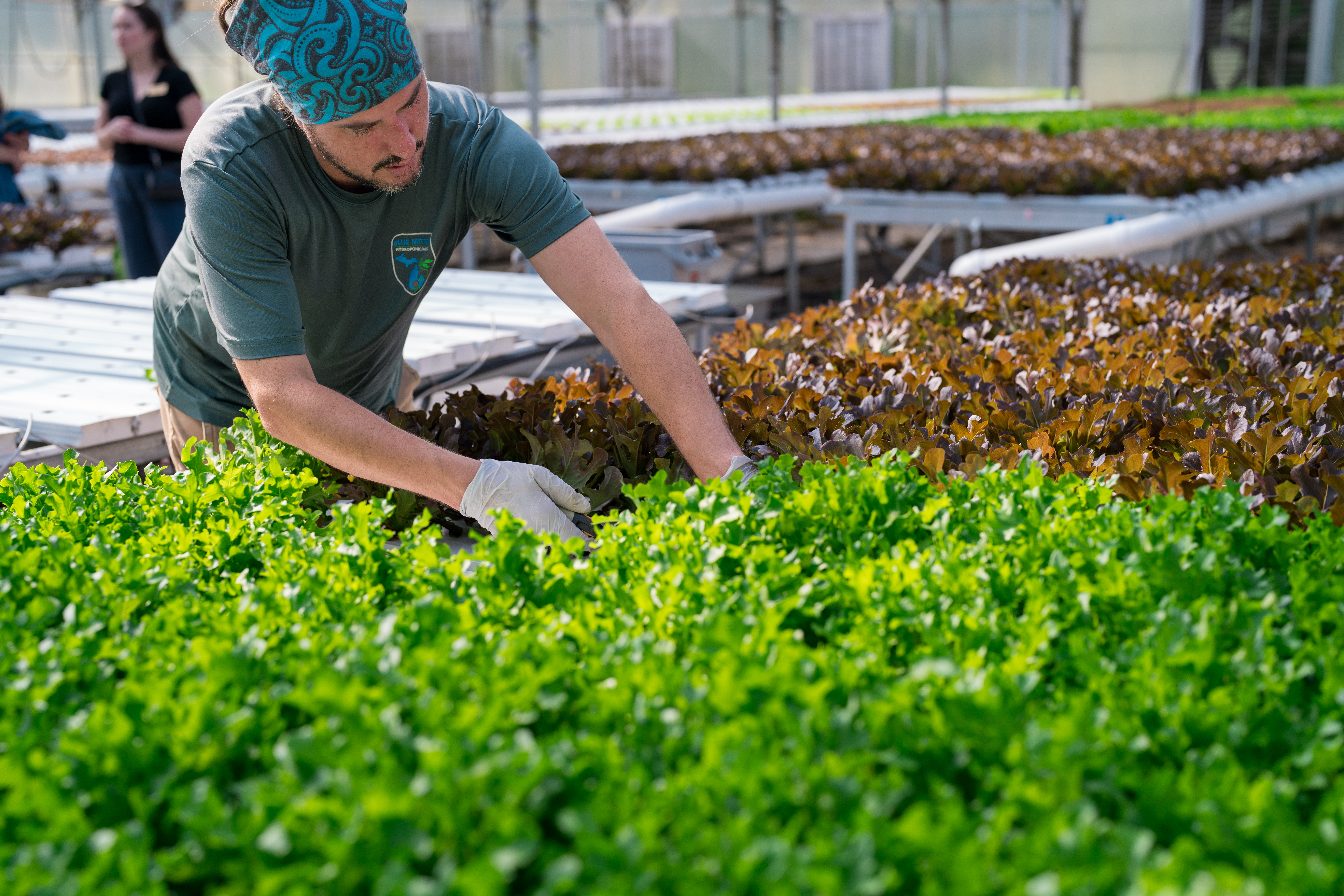 Michigan farmer tending to lettuce