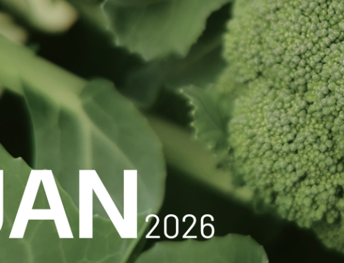 January 2026 Newsletter