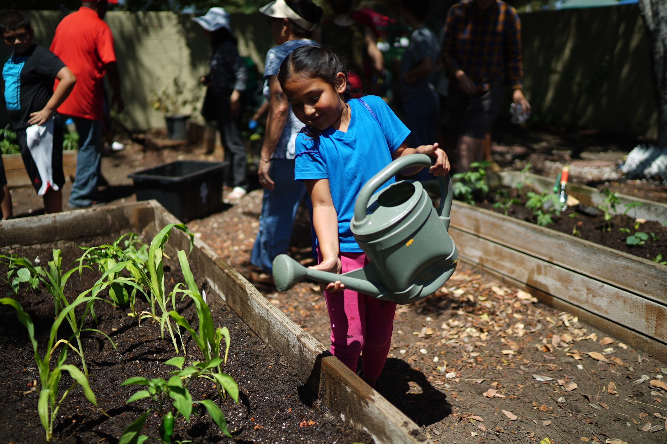 DSC00462 A child waters plants in a raised garden bed with a watering can