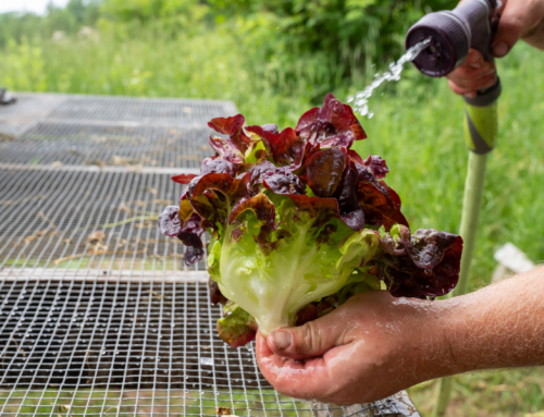 MDARD’s new Good Food for Michigan​ Project​ awards grant to U.P. initiative to bring locally grown food to seniors