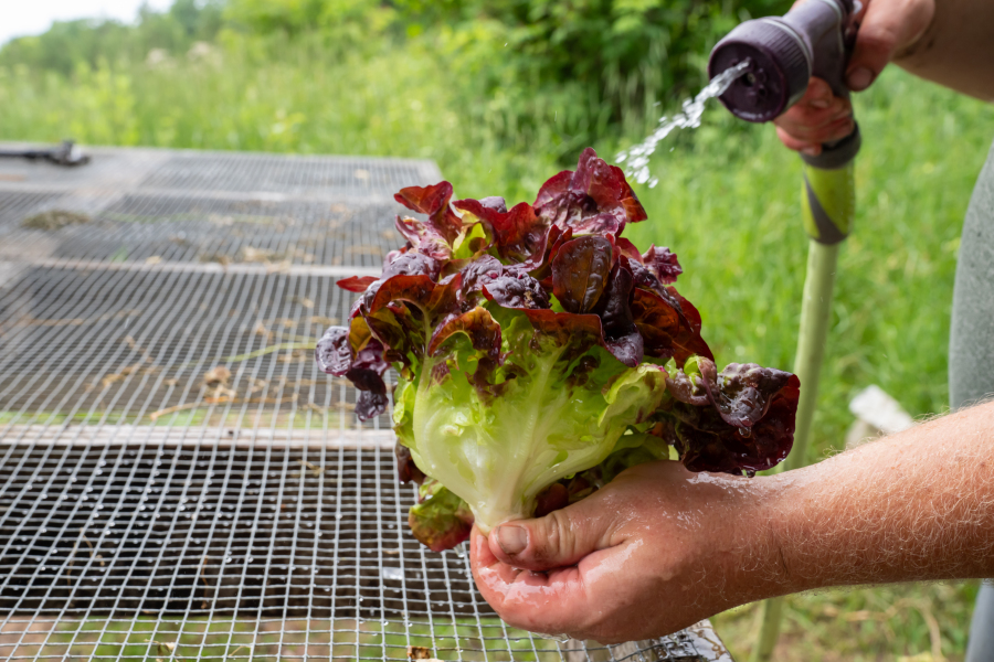 A farmer rinses lettuce at Boersma Farm