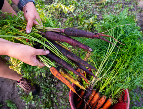 Op-Ed by Marcey Thorne, CLMCAA: New partnership to bring more good food to U.P.
