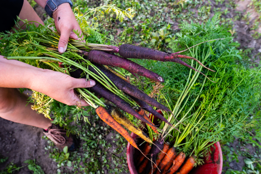 A farmer harvests multicolored carrots