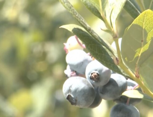 Michigan expands local food initiatives to connect farmers with communities