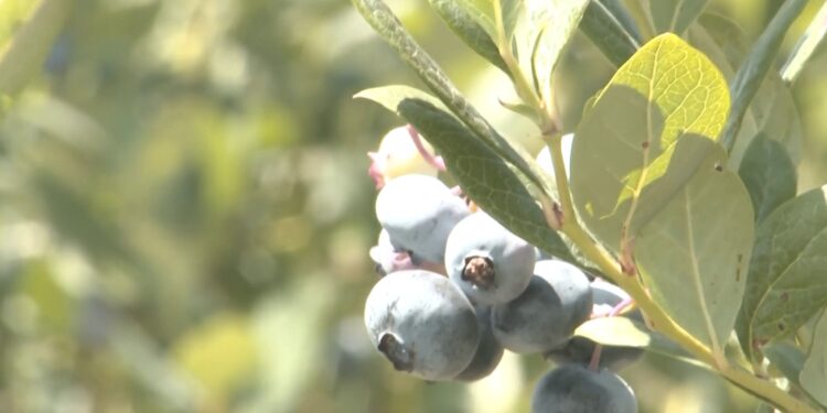Blueberries growing on a bush